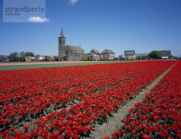 Kirche rot Tulpe