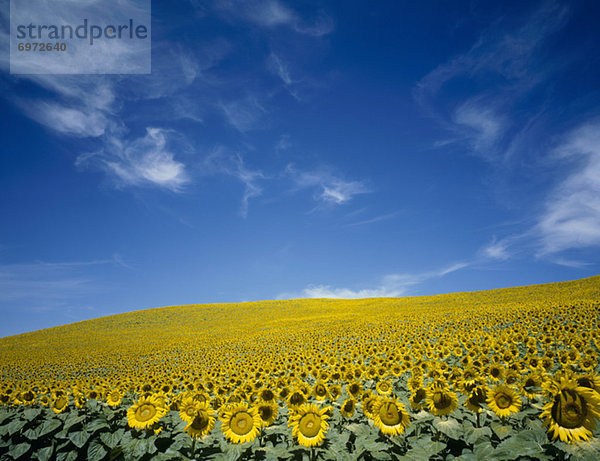 Sonnenblume  helianthus annuus  Himmel  Feld  blau