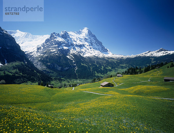 Dandelion meadow and Eiger  World Heritage