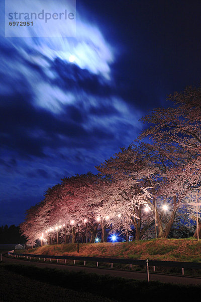 Cherry trees at Yusa town  Yamagata Prefecture