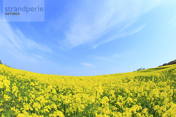 Himmel  Stadt  Feld  blau  Raps  Brassica napus  Yokohama