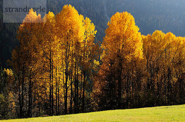 Engadin  Schweiz