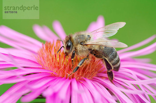 Blume  Biene  Honig