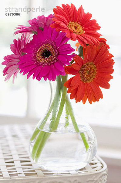 Blumenvase  Gänseblümchen  Bellis perennis  Gerbera