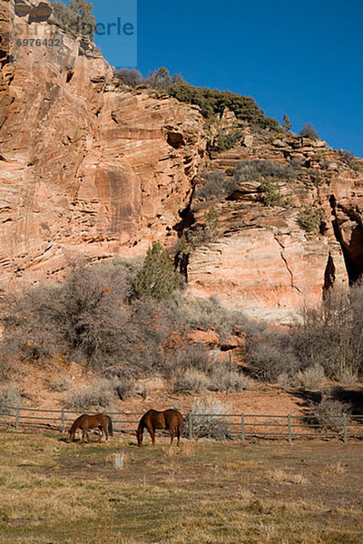 Vereinigte Staaten von Amerika  USA  Freundschaft  Tier  Pferd  Equus caballus  Erfolg  Heiligtum  Utah