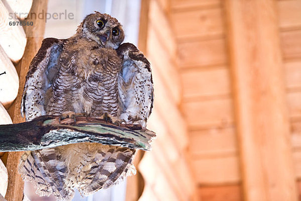 Gefüllte Owl