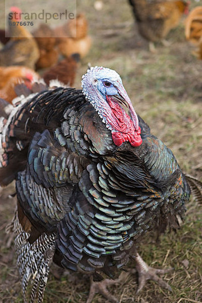 Vereinigte Staaten von Amerika  USA  Truthuhn  Bauernhof  Hof  Höfe  groß  großes  großer  große  großen  Oregon  Türkei