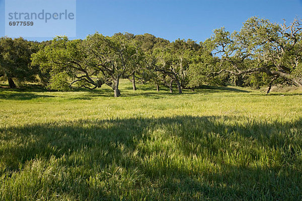 Vereinigte Staaten von Amerika  USA  Landschaftlich schön  landschaftlich reizvoll  Baum  Feld  Ansicht  Kalifornien