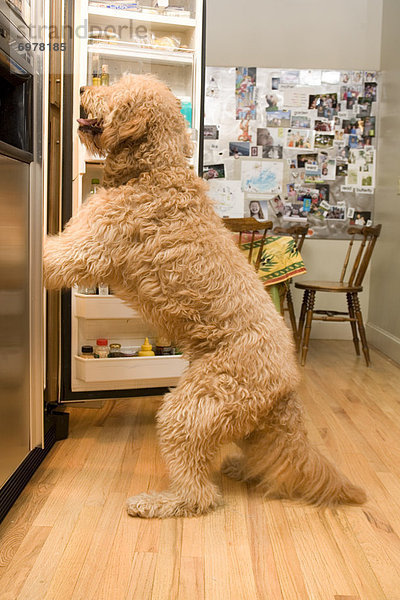 sehen Hund Kühlschrank