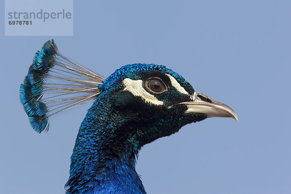 Porträt von Peacock