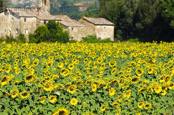 Sonnenblume  helianthus annuus  Cortona  Italien  Toskana