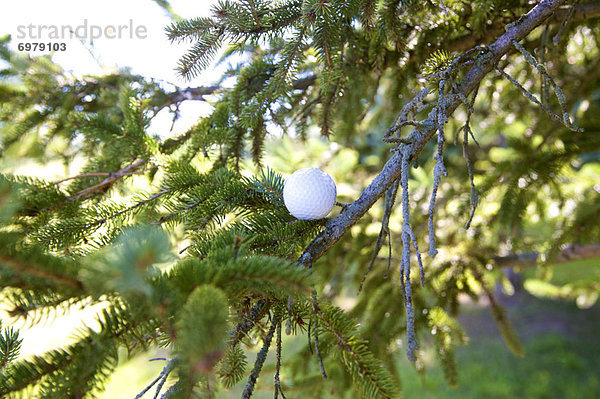 kleben  Baum  Ball Spielzeug  Golfsport  Golf