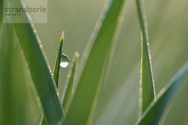 heraustropfen  tropfen  undicht  Tau  Tautropfen  Gras