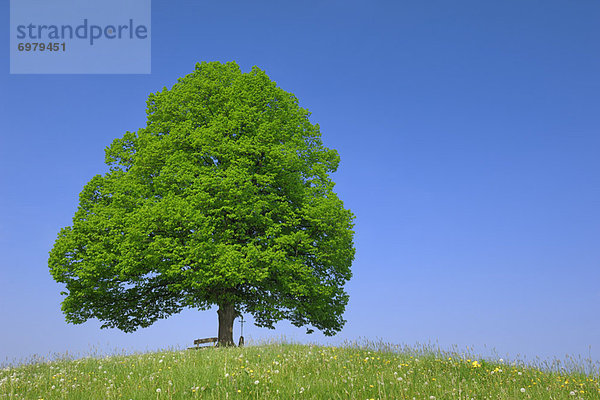 Baum  Hügel  Limette  Einsamkeit