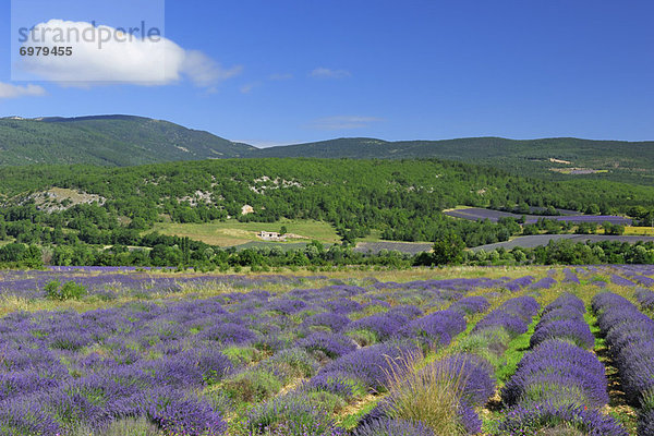 Frankreich  Provence - Alpes-Cote d Azur  Sault