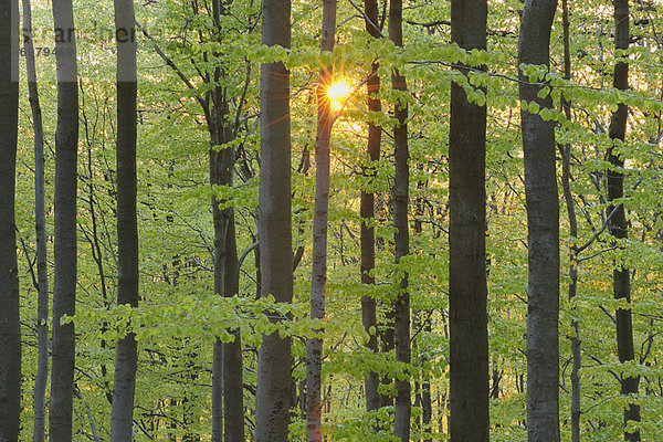 hoch  oben  nahe  beleuchtet  Baum  Wald  Buche  Buchen  Bayern  Deutschland  Sonne