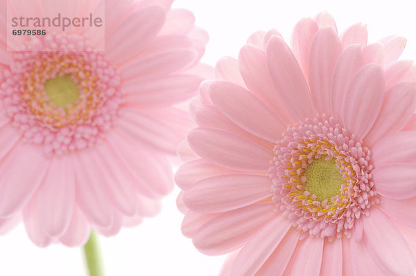 Rosa Gerbera Daisy