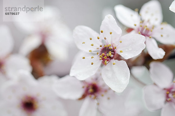 Kirsche  Blüte  Pflaume