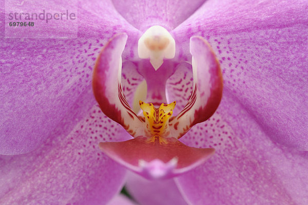 Orchidee  Phalaenopsis-Hybride