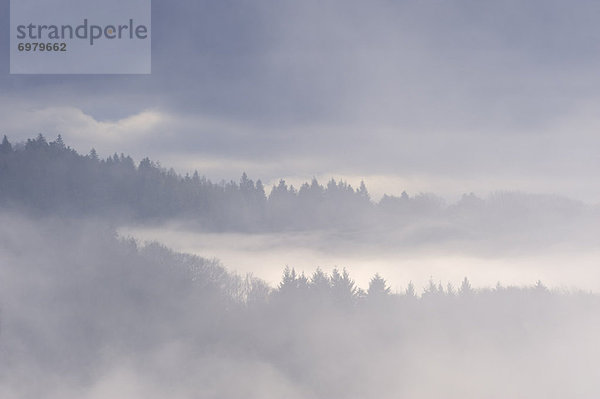 Baum  Tal  Nebel  Außenseiter  Baden-Württemberg  Schwarzwald  Deutschland