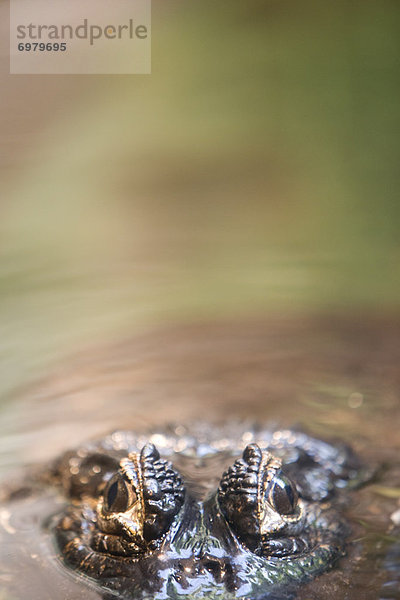 Wasser  aufspüren  über  Krokodil  nachsehen