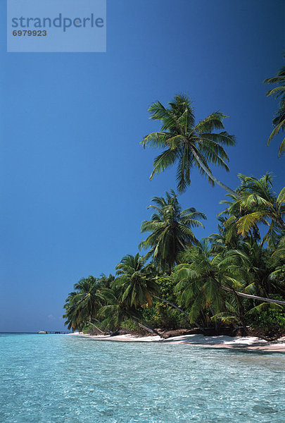 Tropical Seascape  Coconut Palm Trees on Beach