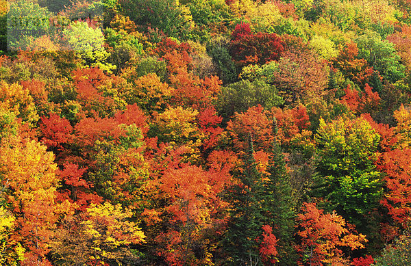 Vereinigte Staaten von Amerika  USA  Wald  Herbst