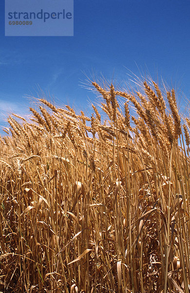 Wheat Crop