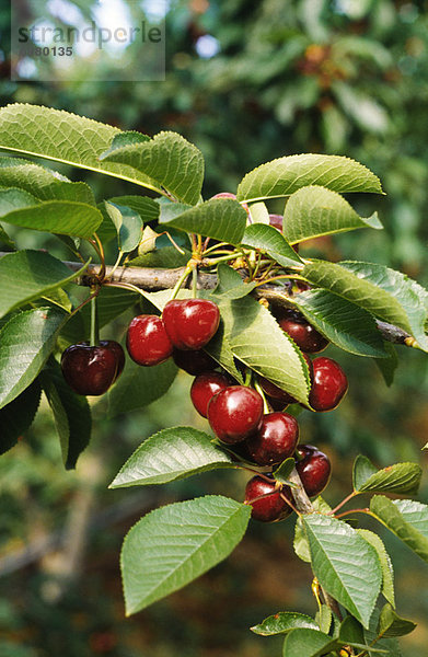 Cherry Orchard  Cherries Growing on Tree