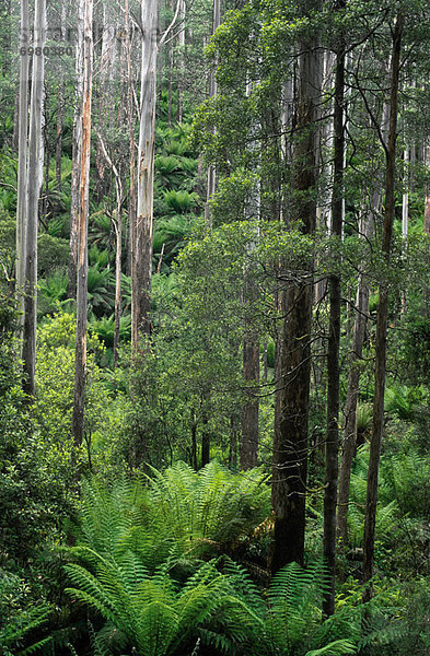 Australien  Gemäßigter Regenwald