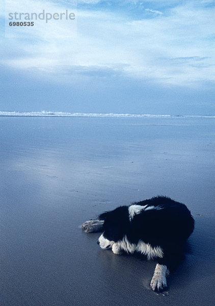 liegend  liegen  liegt  liegendes  liegender  liegende  daliegen  Strand  Hund