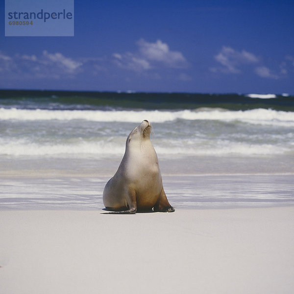 Australien  Kangaroo Island  Robbe