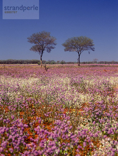 Wildblume  Australien