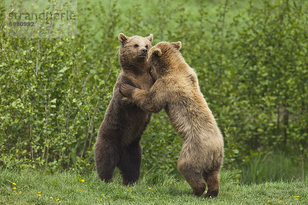Bekämpfung der Braunbären