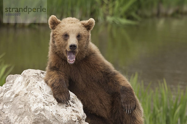 Braunbär