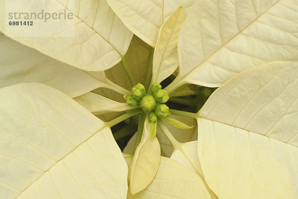 Weihnachtsstern  Euphorbia pulcherrima  Close-up  close-ups  close up  close ups