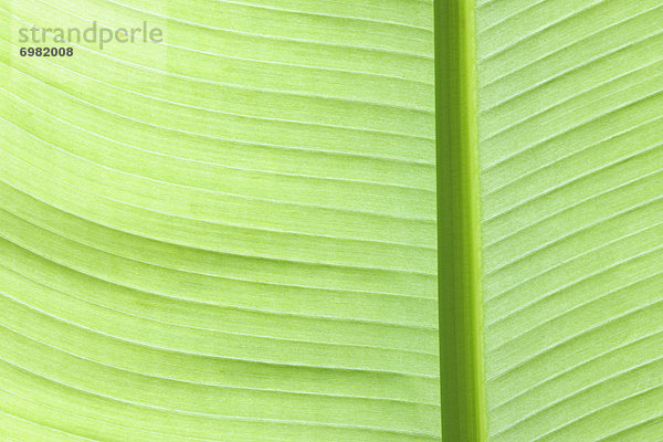 Banane  Pflanzenblatt  Pflanzenblätter  Blatt  Close-up  close-ups  close up  close ups