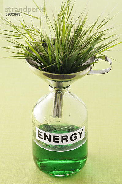 Energie  energiegeladen  Pflanze