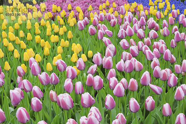 Tulpe  Niederlande