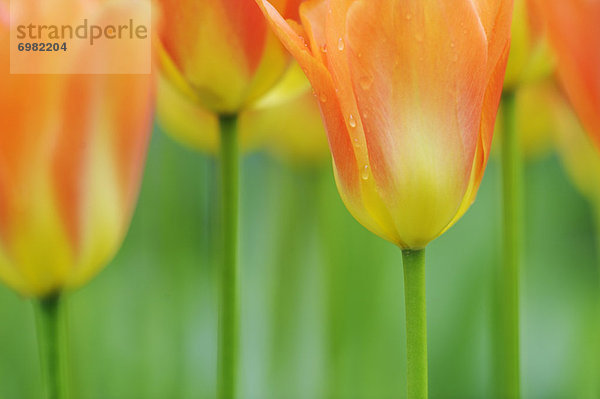 Tulpe  Niederlande