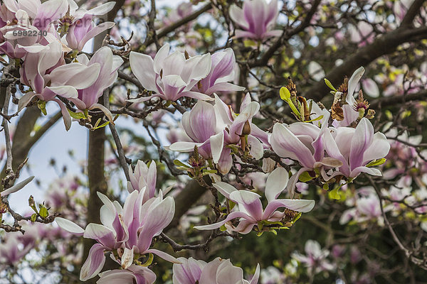 Magnolienbaum  Magnolie (Magnolia)  Nürnberg  Deutschland  Europa