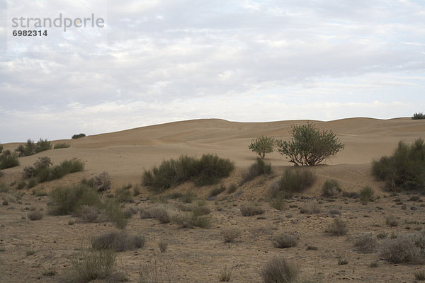 Indien  Rajasthan  Thar Desert