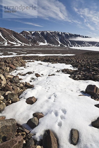 Ellesmere Island  Arktis  Kanada  Fuchs  Nunavut  Schnee