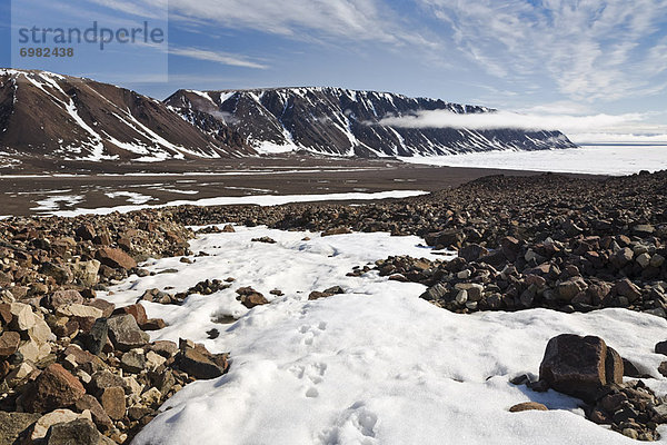 Ellesmere Island  Arktis  Kanada  Fuchs  Nunavut  Schnee