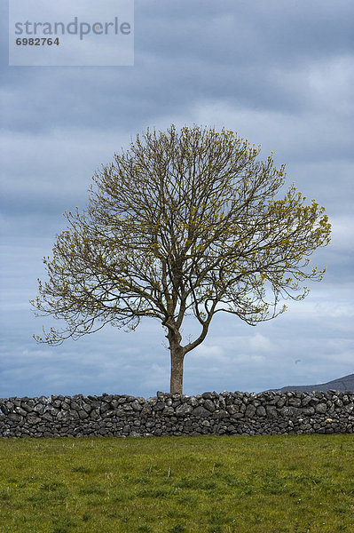 Europa  Stein  Wand  Baum  Einsamkeit  Clare County