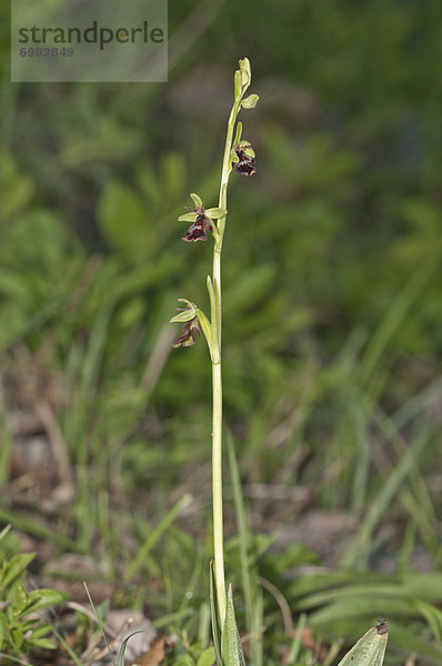 Fliegen-Ragwurz (Ophrys insectifera)  Bargau  Baden-Württemberg  Deutschland  Europa