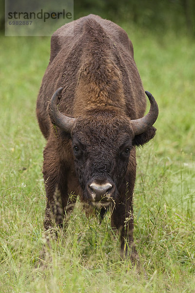 Wisent  europäischer Bison  Bison bonasus