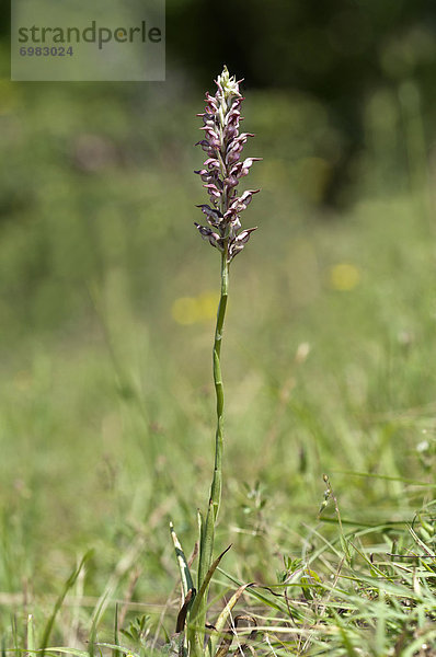 Wanzen-Knabenkraut (Orchis coriophora)  Kerkinisee-Gebiet  Griechenland  Europa