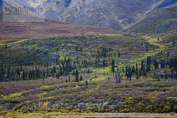 Kanada  Tombstone Territorial Park  Yukon