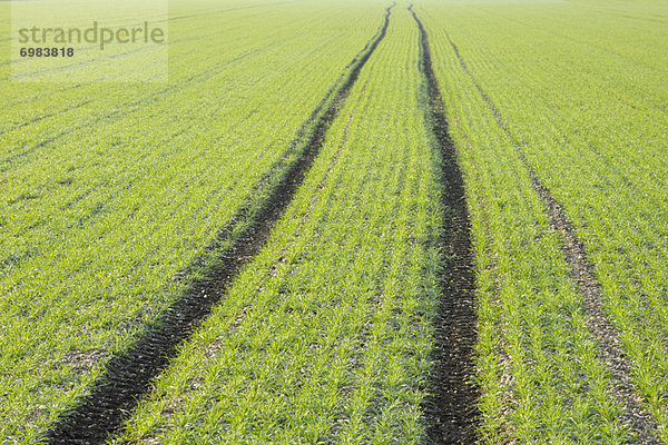 Kornfeld Österreich Burgenland Illmitz